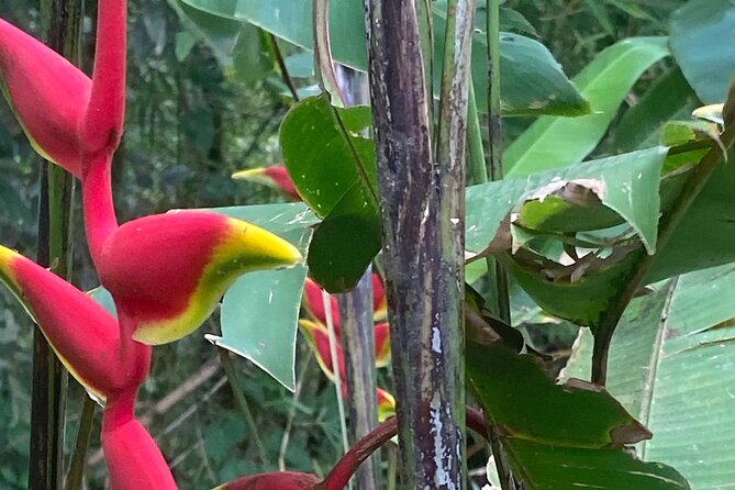 Flavors of Grenada