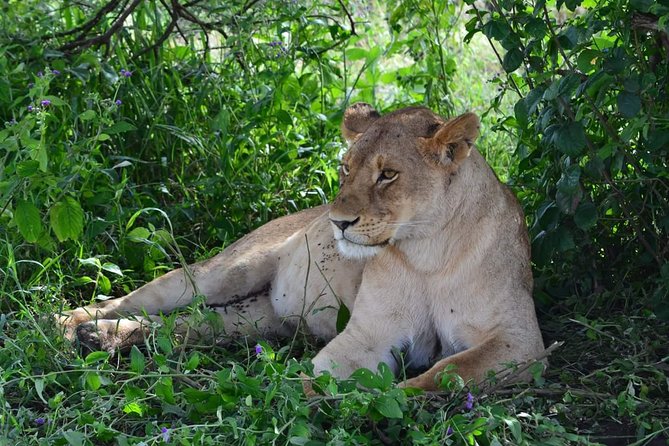 Fly Inn to Central Serengeti From Zanzibar Featuring Ngorongoro & Tarangire Park