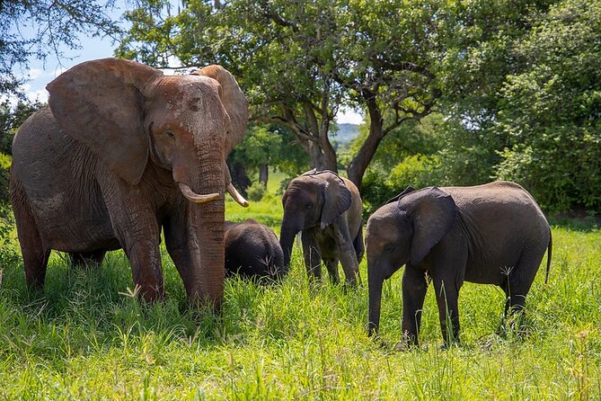 From Arusha: Private 2 Day Ngorongoro Crater and Tarangire Safari