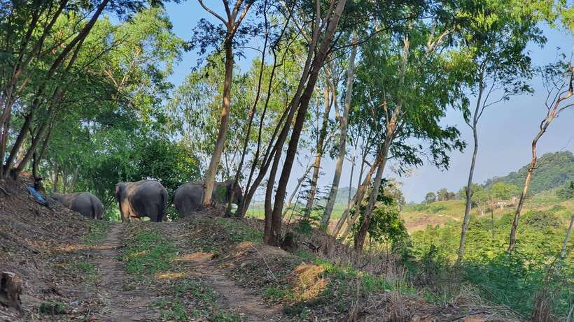 From Bangkok: Living Green Elephant Sanctuary Day Trip - Itinerary and Activities