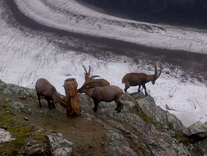 From Basel: Small Group Tour to Zermatt and Mt. Gornergrat