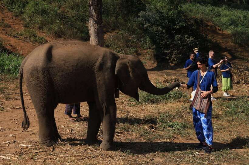 From Chiang Mai: Living Green Elephant Sanctuary Tour