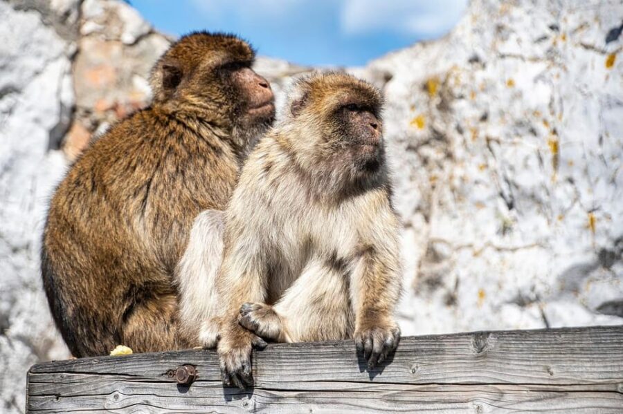 From Fuengirola: Gibraltar Day Trip