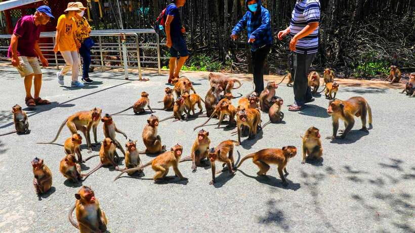 From Ho Chi Minh City: Can Gio Monkey Island Day Trip