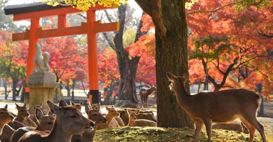 From Kyoto: Nara Guided Half Day Bus Tour