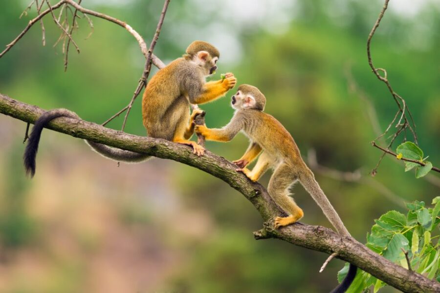 From Leticia: Amazon & Tarapoto Lake Private Overnight Tour - Tour Overview