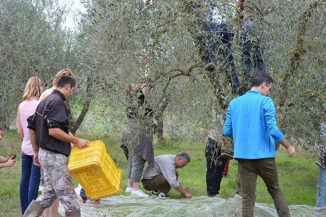 From Olives to Oil: Tasting With Lunch or Dinner