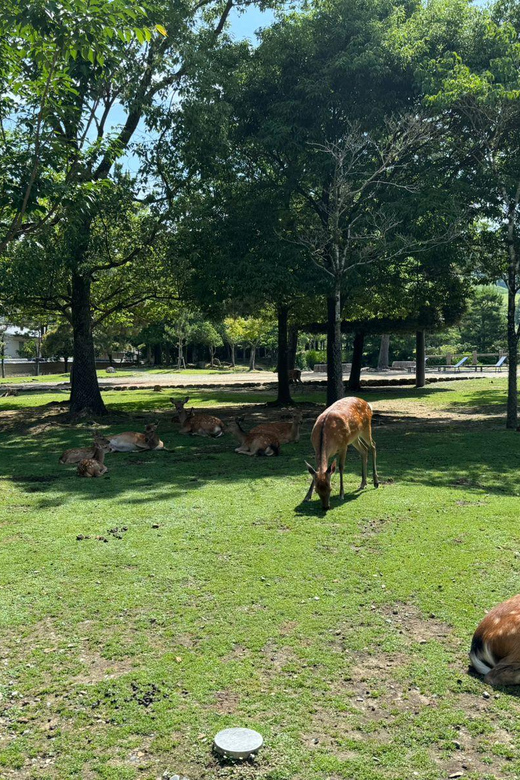 From Osaka/Kyoto: Nara One Day Private Tour - Tour Overview and Pricing
