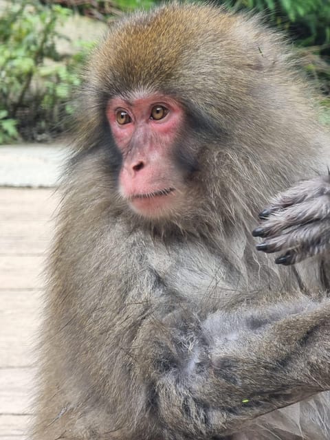 From Tokyo: Snow Monkey Private Full- Day Tour