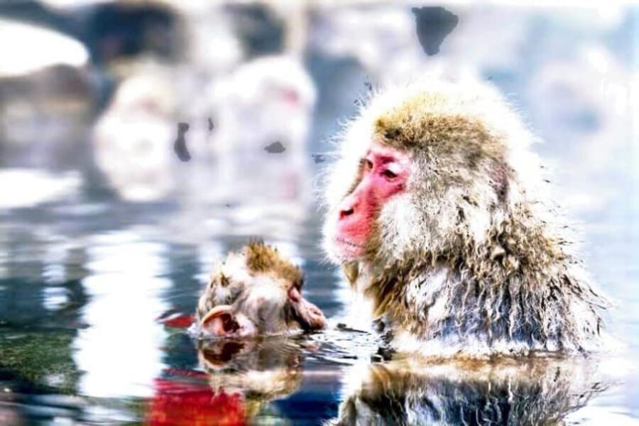 From Tokyo: Snow Monkey & Zenkoji Temple Private Tour