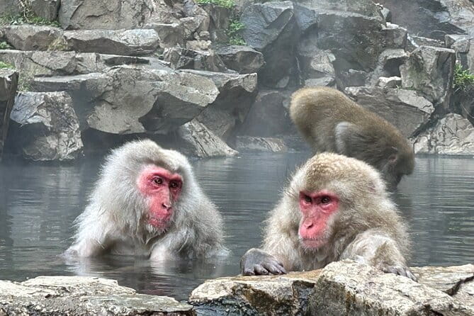 Fuji Sightseeing Tour (With English or Japanese Speaking Guide)