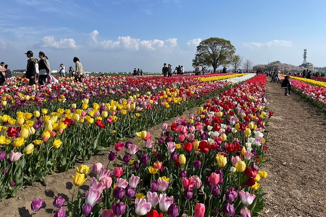 Fukuoka Cherry Blossom and Tulip Tour With Boat Ride Yokabus