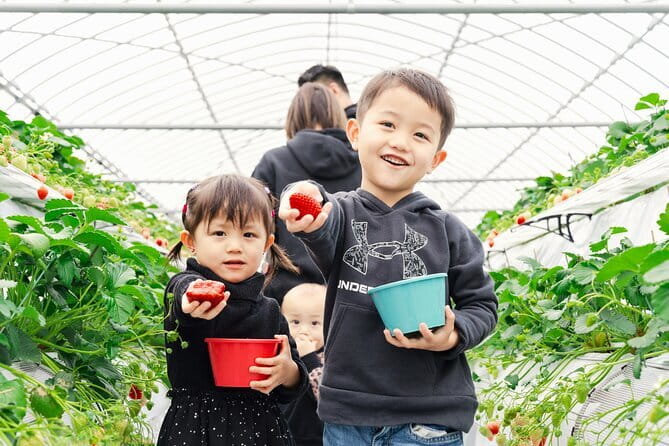 Fukuoka Seasonal Fruit Picking Shopping and TeamLab Day Bus Tour