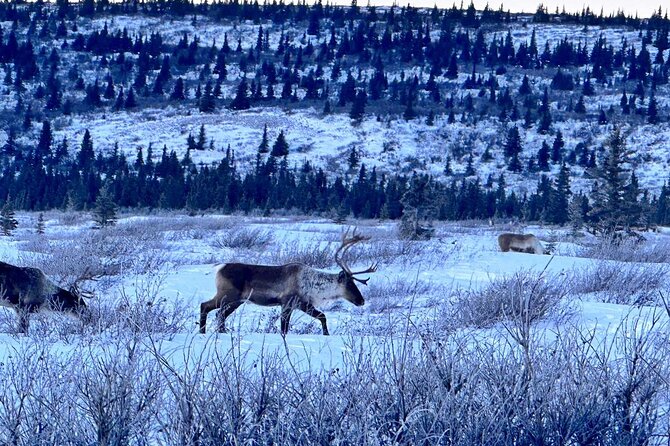 Full Alaskan Experience