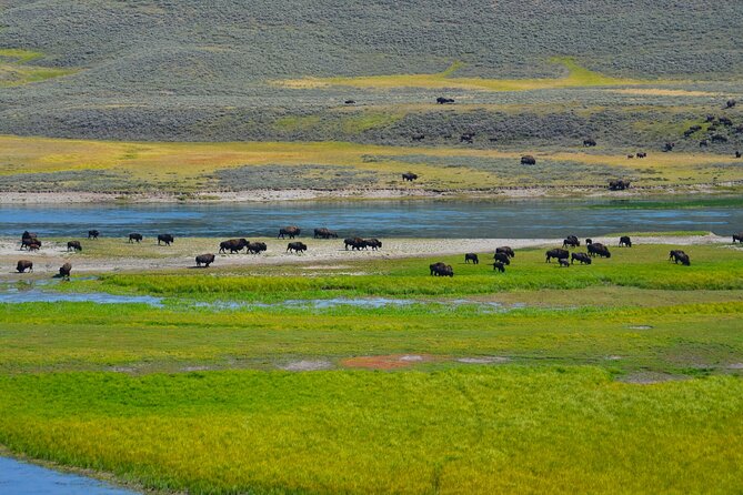 Full Day Private Yellowstone National Park Lower Loop Adventure - Exploring the Lower Loop of Yellowstone National Park
