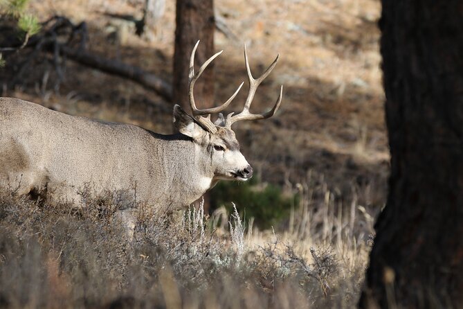 Full Day Tour in Rocky Mountain National Park Lunch Included - Overview of the Tour Experience