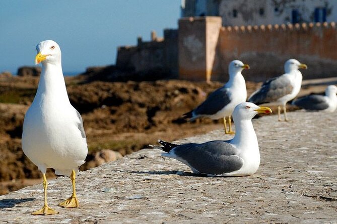 Full Day Tour to Essaouira From Marrakech
