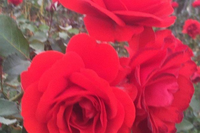 Getty Museum Private Tour Review