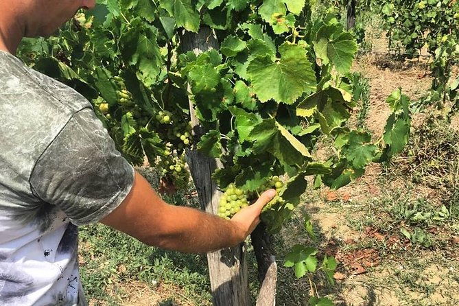 Greek Temples Of Paestum , Mozzarella Factory And Wineries