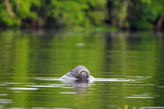 Guided Kayaking Manatee Tour Review - Overview of the Kayaking Manatee Tour