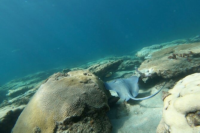 Guided Reef Snorkeling Tour Review in Pompano Beach