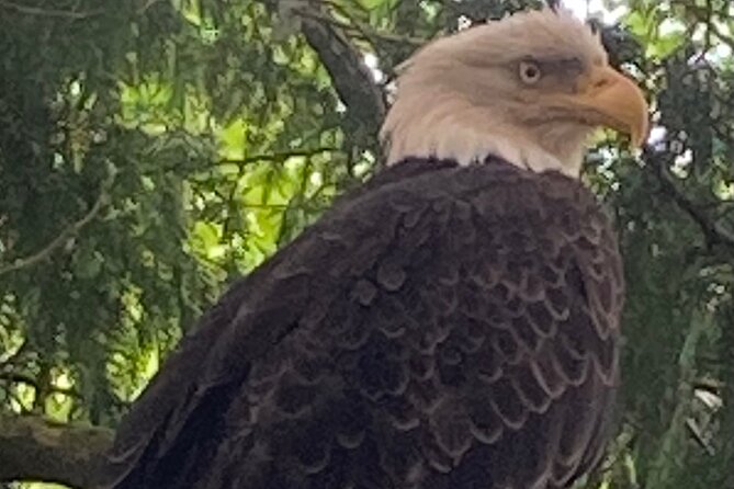 Guided Tour of Ketchikan’s Top Attractions