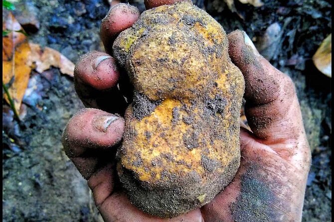 Guided Truffle Hunt in Torri in Sabina With Lunch