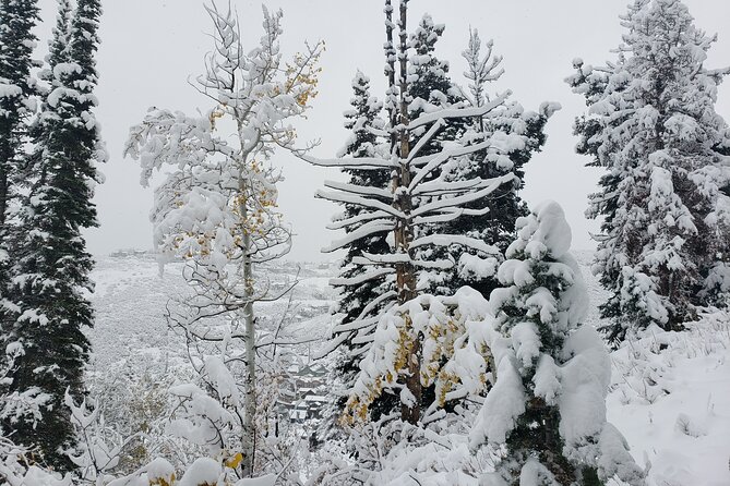 Guided Uinta Forest 3-Mile Hike W/Fire + Lunch/Charcuterie Stop