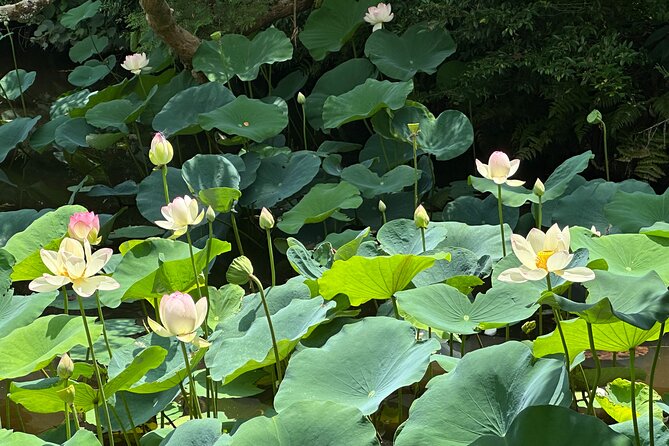 Guided Walking Tour in Kyoto