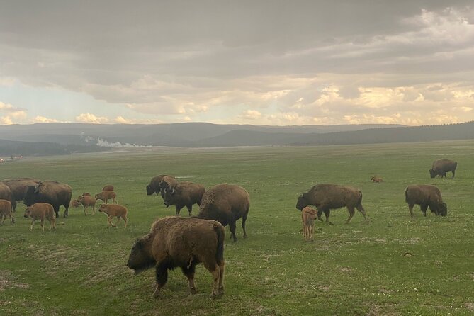 Guided Yellowstone National Park Trip