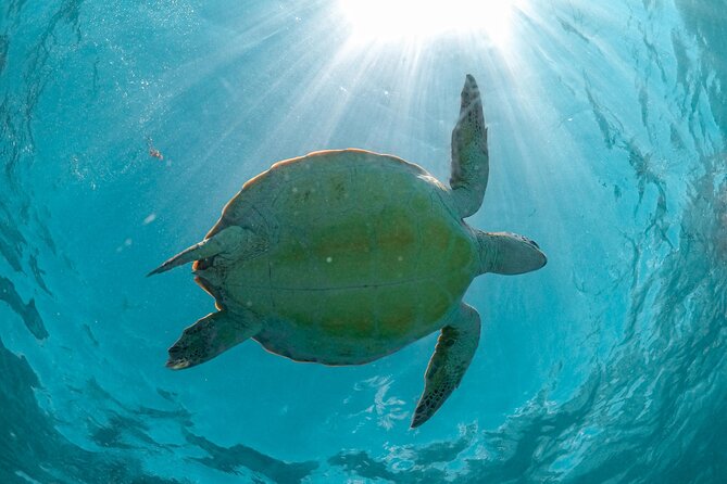 Half Day Akumal Beach Swim and Snorkel With Turtles Experience