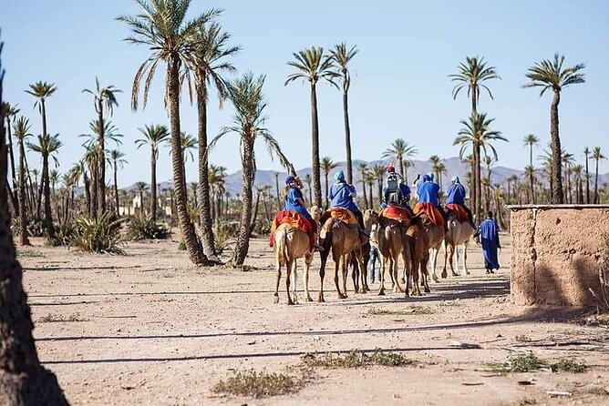 Half Day Camel Ride Palm Grove