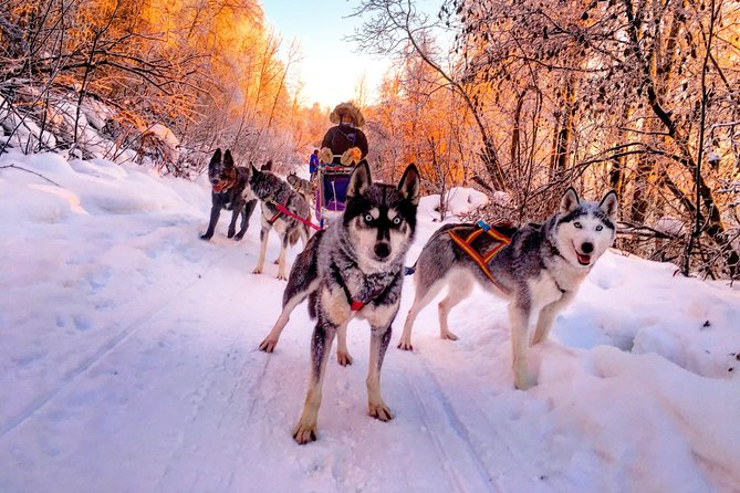 Half Day Drive Your Own Dog Team Dog Sledding Tour