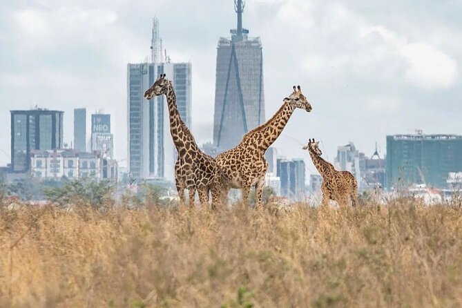 Half Day Nairobi National Park Private Safari