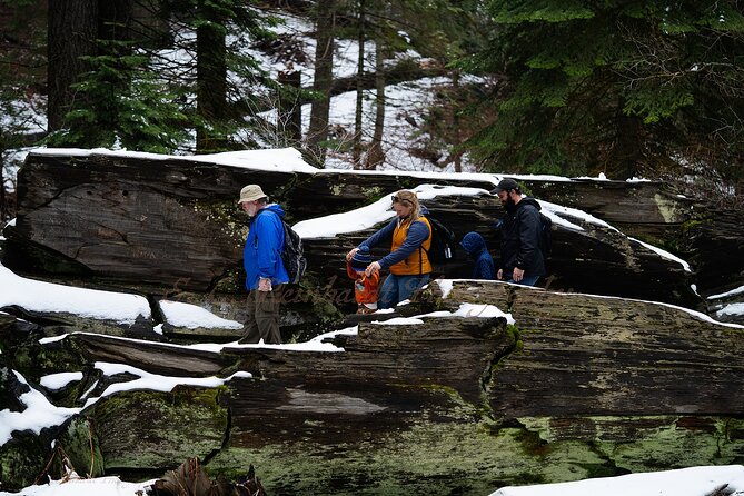 Heart of the Giant Forest Hike Review