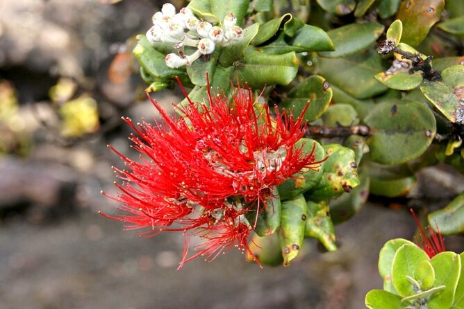 Hilo and Volcano National Park Tour a Cruise Ship Excursion W/Pu - Overview of the Hilo and Volcano National Park Tour