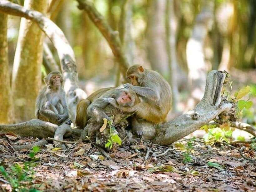 Ho Chi Minh City: Can Gio Mangrove Forest Monkey Island
