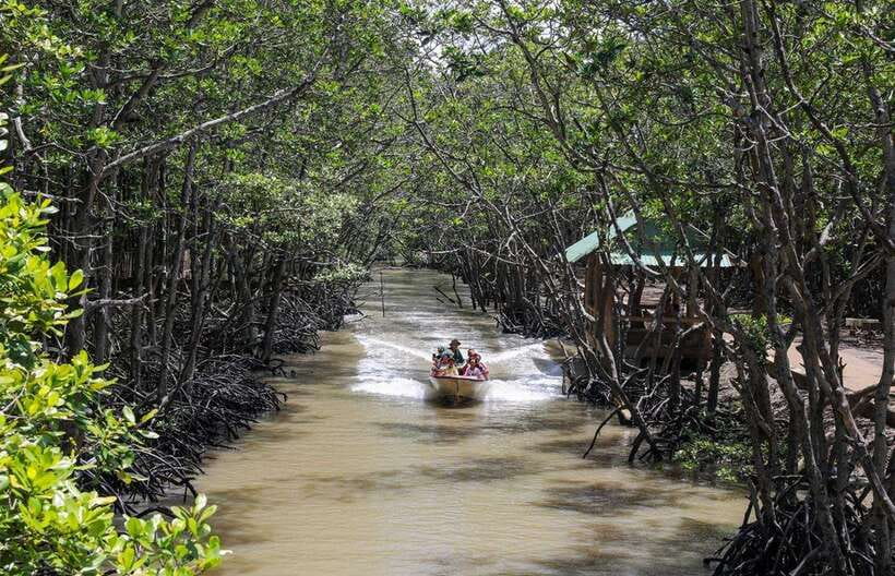 Ho Chi Minh City: Can Gio Monkey Island Day Trip With Lunch