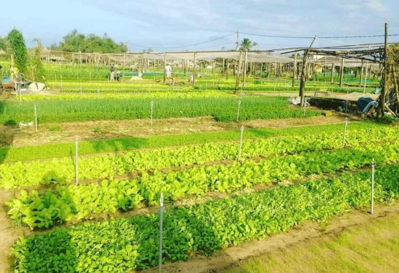 Hoi An: Basket Boat and Farming and Cooking Class in Tra Que