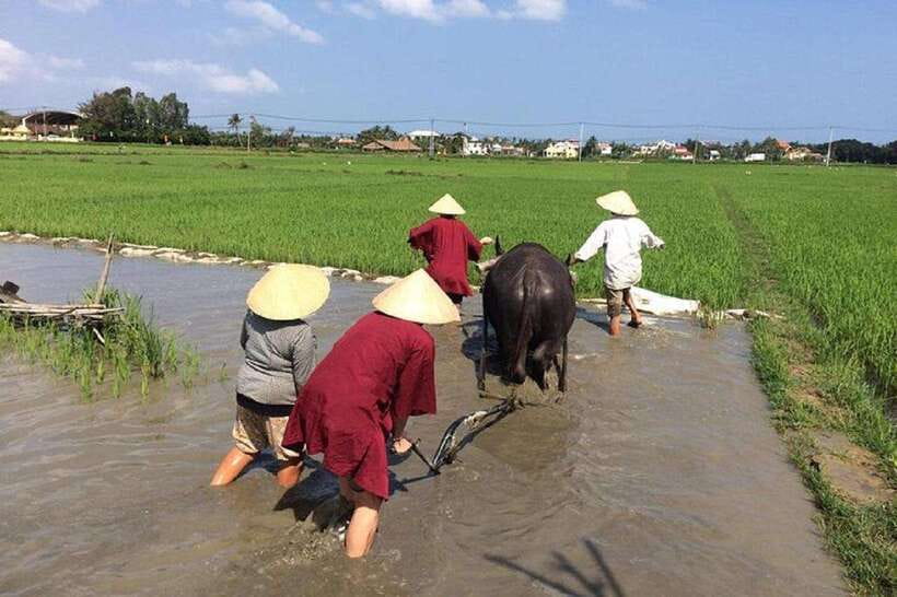 Hoi An Wet Rice Farming Tour-Basket Boat Tour Fishing-Lunch - Tour Overview and Pricing