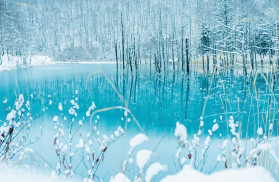 Hokkaido Winter Asahiyama Zoo, Enchanting Blue Pond Day Tour