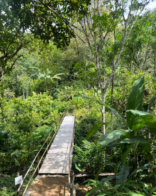 Holistic Retreat Cacao Cermony and Cacao Trail