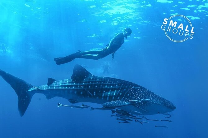 Holy Spirit Island: Snorkel With SEA LIONS and Balandra Small Group