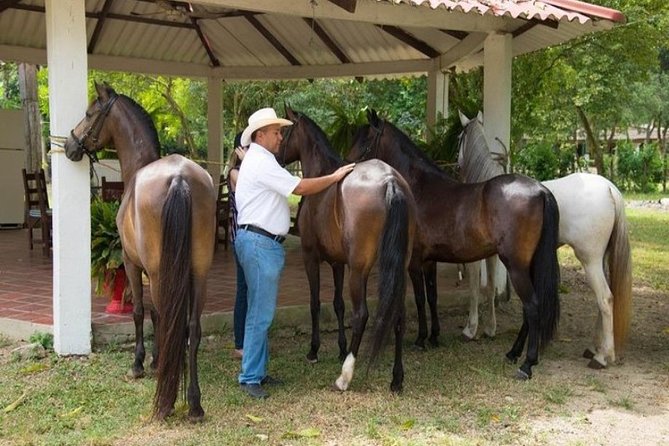 Horseback Riding on the Beach With Paso Colombiano Show,Cartagena