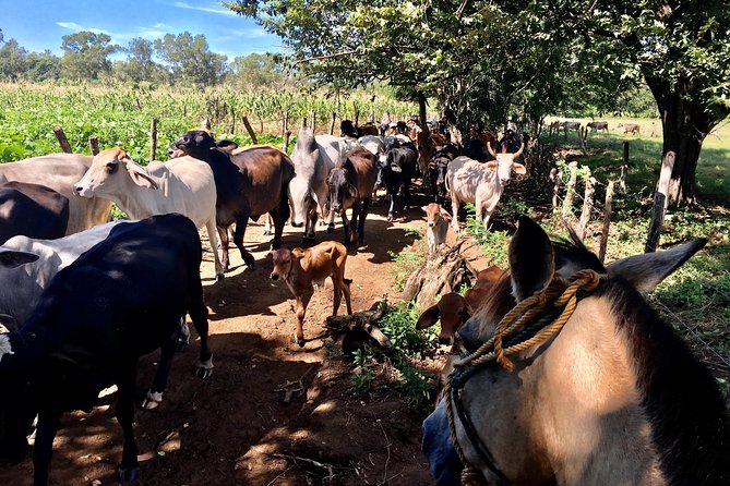Horseback Riding Private Tour