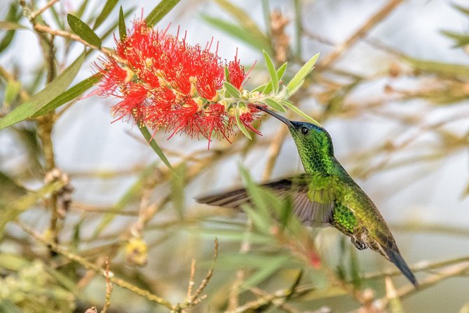 Hummingbirds of Colombia Mini Tour. 3d/2n