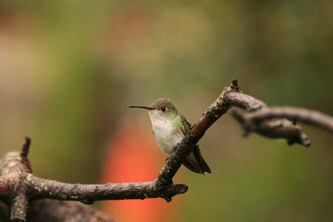 Hummingbirds of the Sacred Valley – Cusco