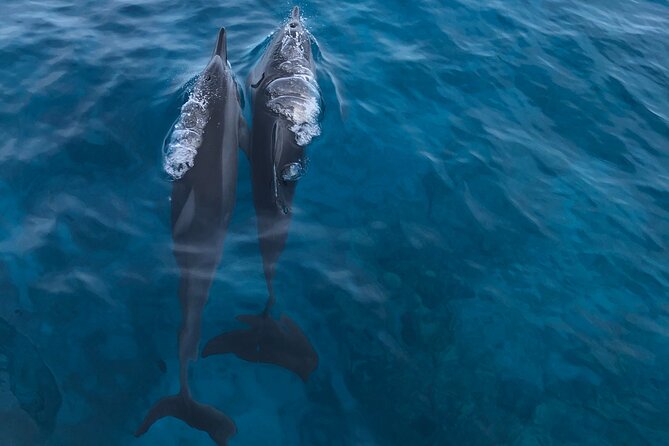 Humpback Whale Watching in Kailua-Kona Hawaii