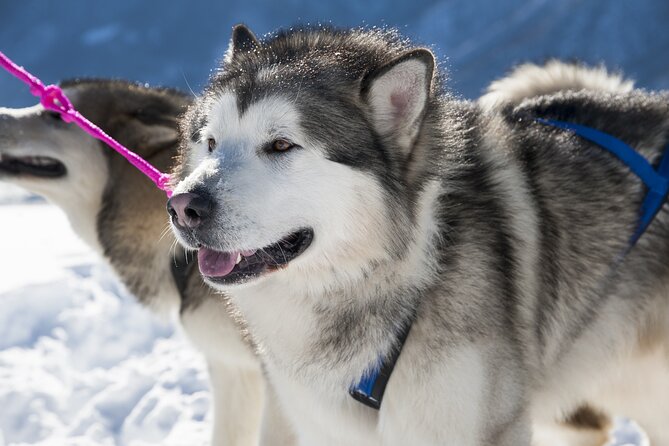 Husky Sledding Ride 1,5 Km Family Trip