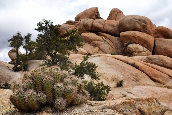 Joshua Trees Hidden Valley Tour Review